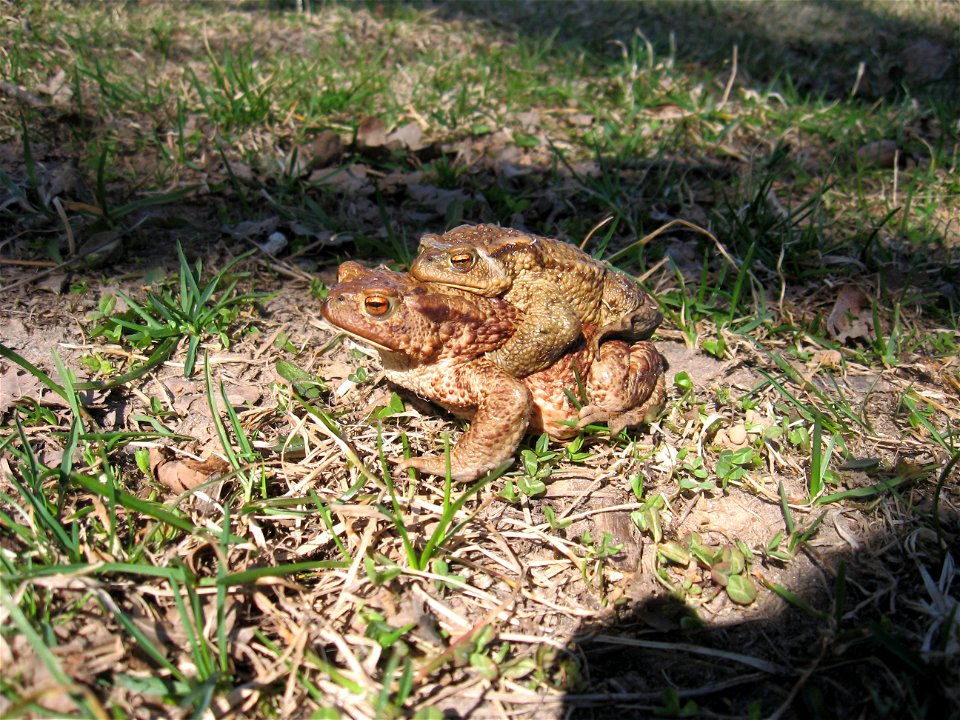Two toads, somewhere in the baltic.