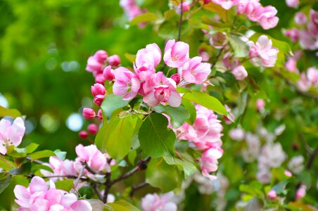 Flowering tree tree branch photo