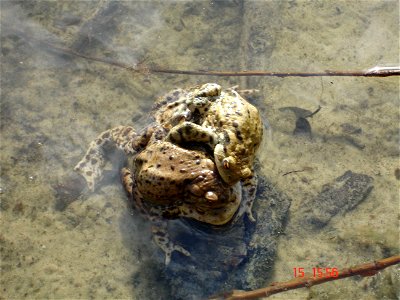 a lot of mating common toads (Bufo bufo) from Szczecin, Poland