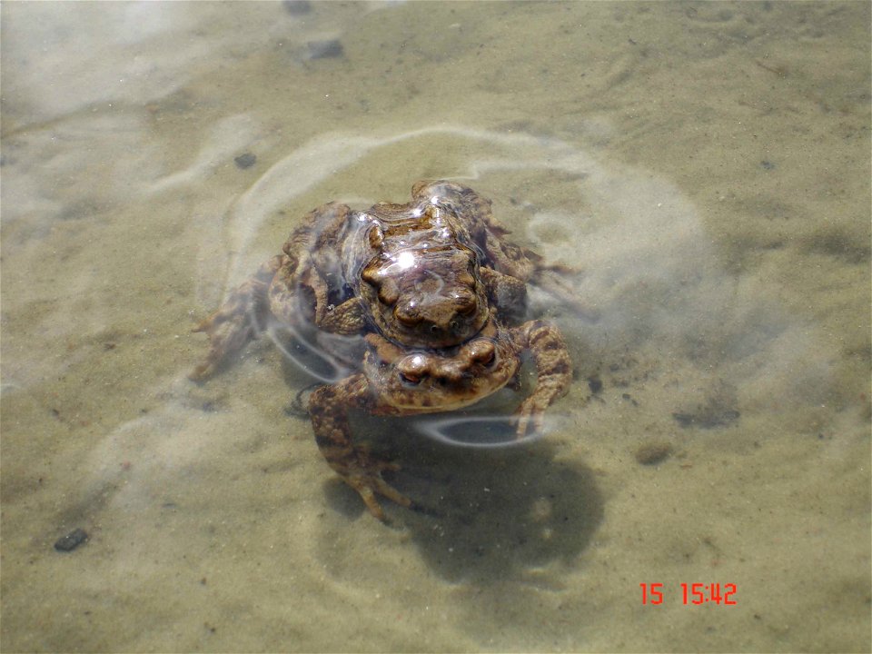 a mating pair of common toads (Bufo bufo), Poland, Szczecin