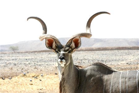 Kudu at antelpe ranch, Israel