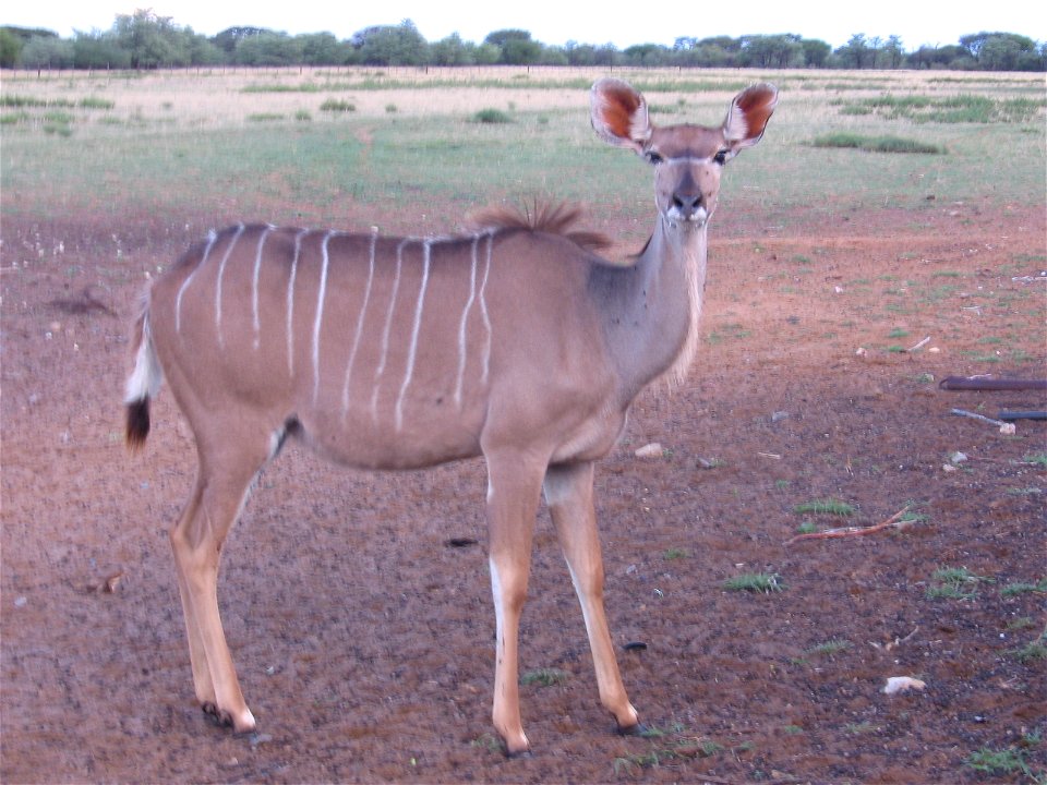 Kudu Female near Gobabis, Namibia
