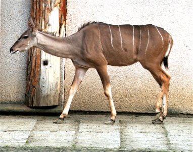 Greater Kudu, Tragelaphus strepsiceros in ZOO Dvůr Králové, Czech Republic