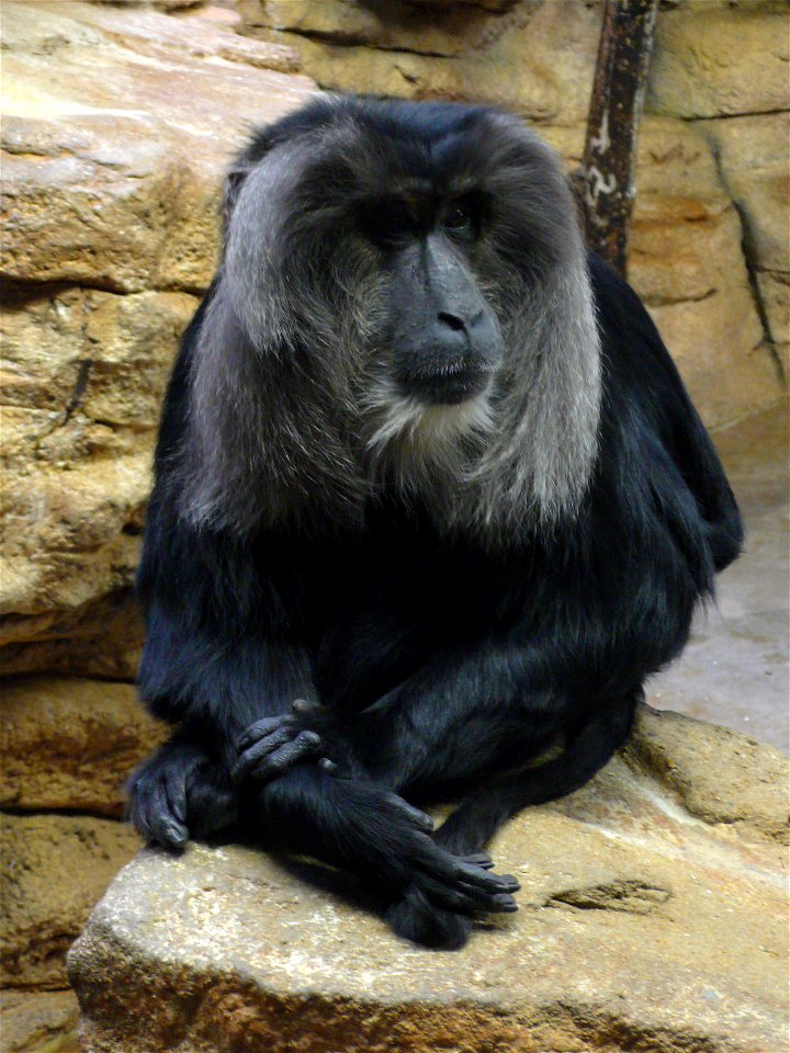 Lion-tailed Macaque (Macaca silenus)