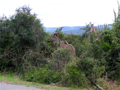 Grand Koudou au Parc National Addo, Afrique du Sud