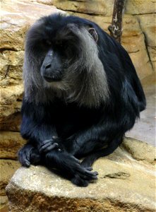 Lion-tailed Macaque (Macaca silenus) photo