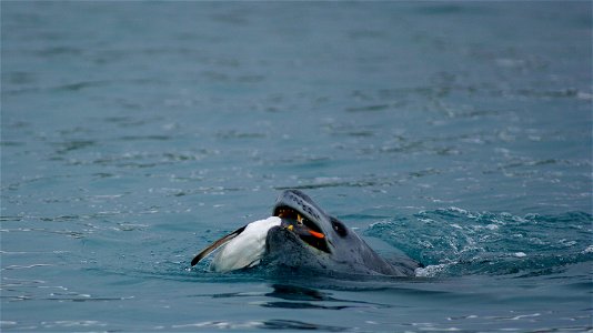 A photograph of a leopard seal catching a Gentoo penguin. The caption on the photograph reads "A leopard seal captures a Gentoo penguin near Palmer Station, Antarctica."