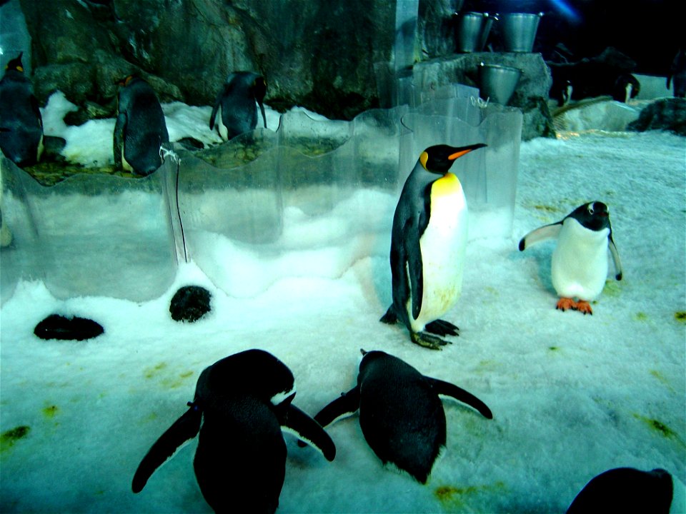 Images of Penguins in the Antarctic encounter area of Kelly Tarltons