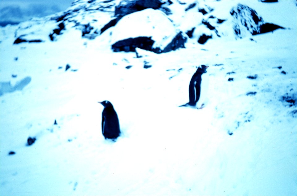Penguins on Signy Island 1962