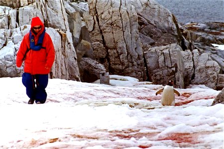 Tourist (angular biped) on left, resident (Gentoo penguin) on right. Visit The World Factbook for more information about Antarctica. photo