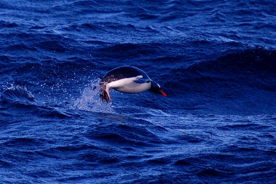 Gentoo penguin. Southern Ocean, Drake's Passage area. 2008 Austral summer.