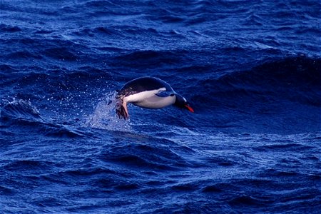 Gentoo penguin. Southern Ocean, Drake's Passage area. 2008 Austral summer.