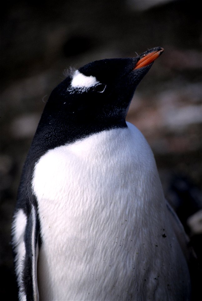 Antarctica, Palmer Peninsula, Northern area.
