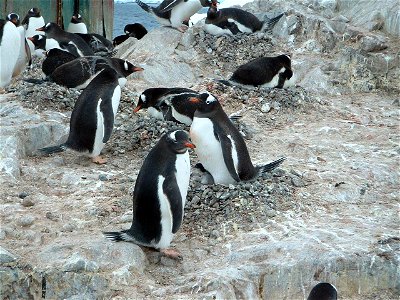 Gentoo penguins nesting. The distinguishing feature of these penguins is the wide white stripe across the top of the head that in some ways resembles a bonnet. Visit The World Factbook for more inform