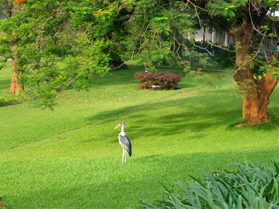 A marabou stork in the garden of the Sheraton Hotel, Kampala