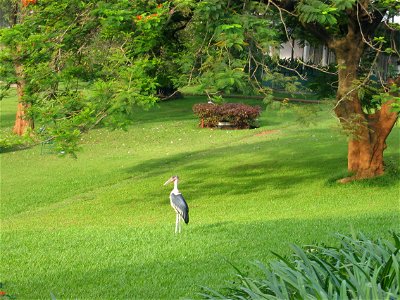 A marabou stork in the garden of the Sheraton Hotel, Kampala