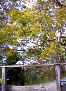 Sulphur-crested Cockatoos at Mount-Nebo, Queensland, Australia. photo