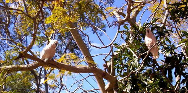 Sulphur-crested Cockatoos in a tree. This photo was taken in August, 2007 at Mount Nebo in Queensland, Australia