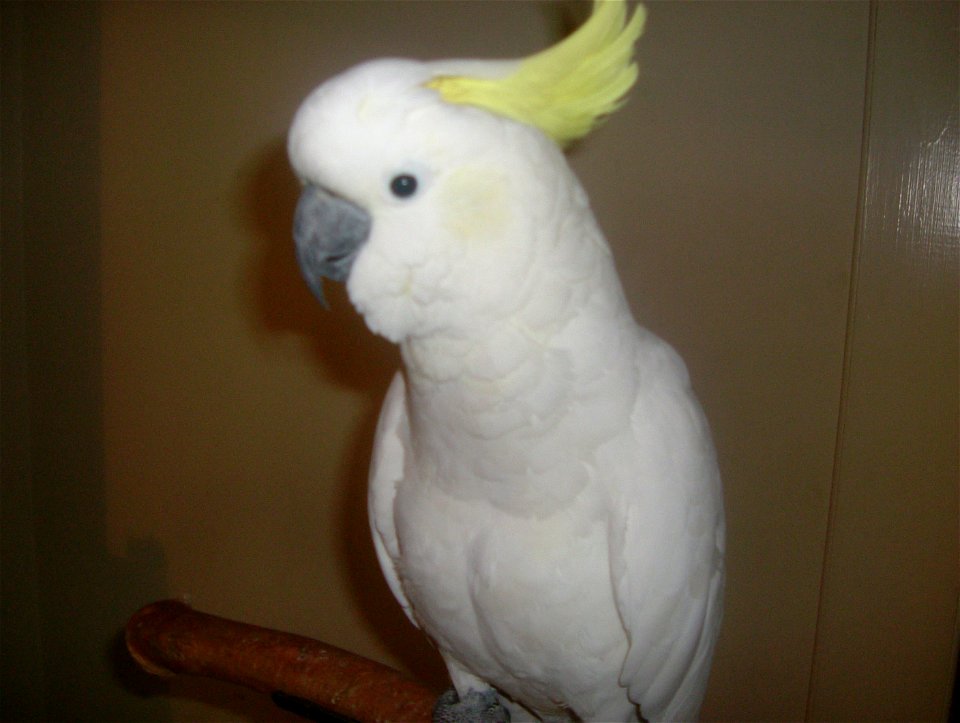 Sulphur-crested Cockatoo.