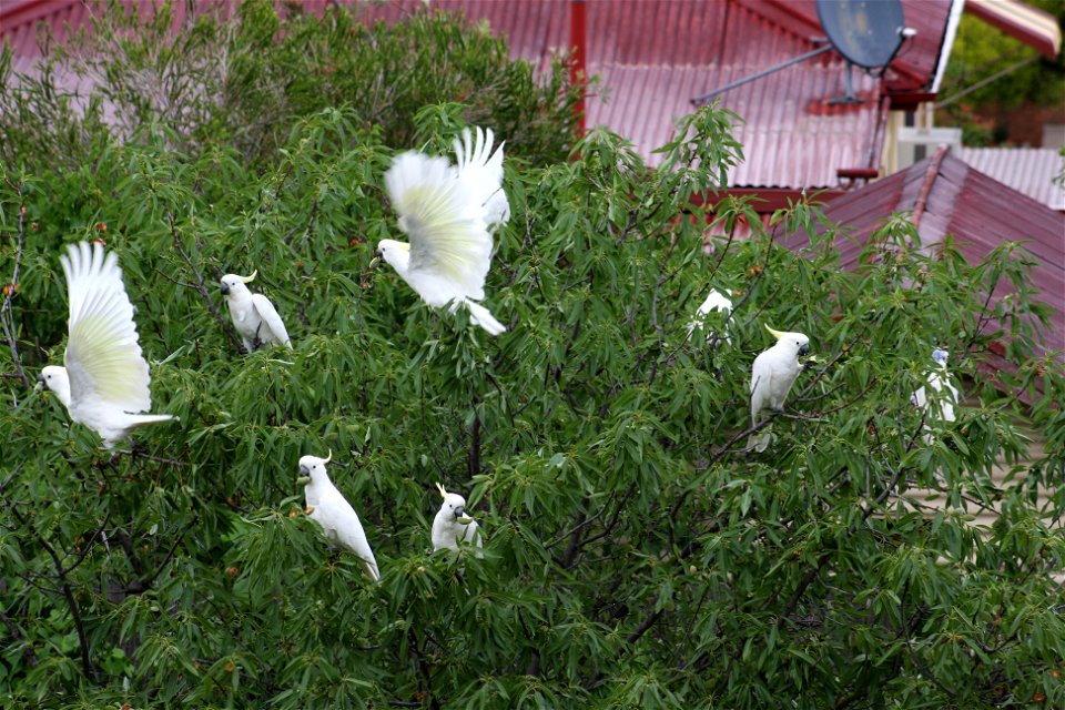 A flock of Sulphur-crested Cockatoos (Cacatua galerita) eating fresh almonds from an almond tree in Australia