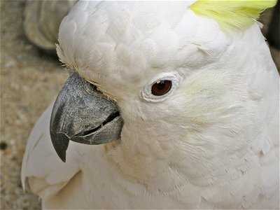 Sulphur-crested Cockatoo; close-up of head. photo