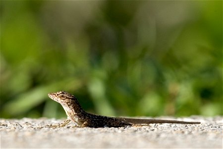 Anole Brown NPSPhoto, R. Cammauf (1)