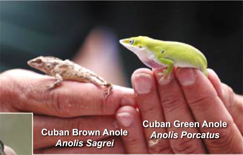Cuban Brown Anole (Anolis sagrei) and Cuban Green Anole (Anolis porcatus)