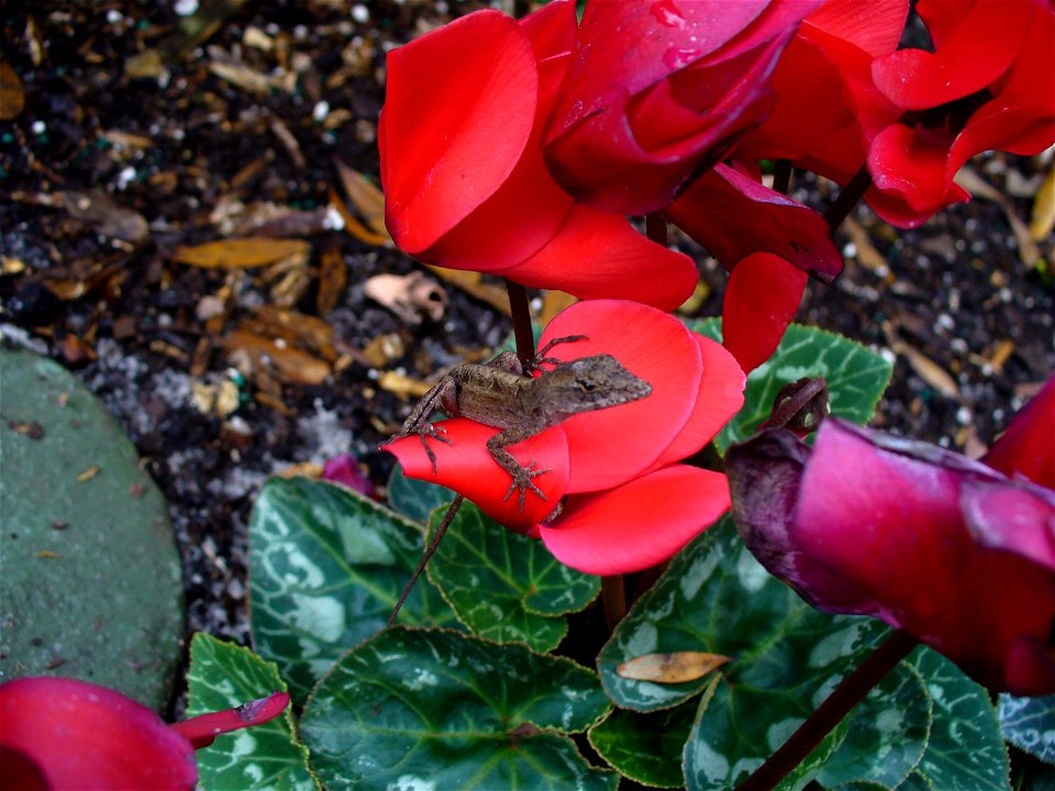 This photo depicts a reptile from Florida, the brown anole, Anolis sagrei.