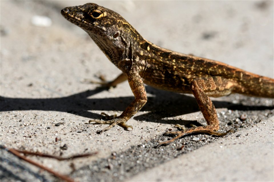 Brown anole in southeastern Florida, 2007.