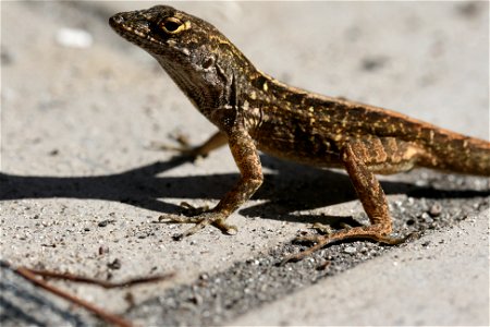 Brown anole in southeastern Florida, 2007.