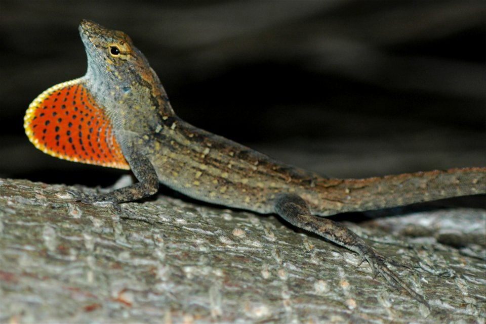 Anolis marron (Anolis sagrei) en Floride. Photo personnelle.