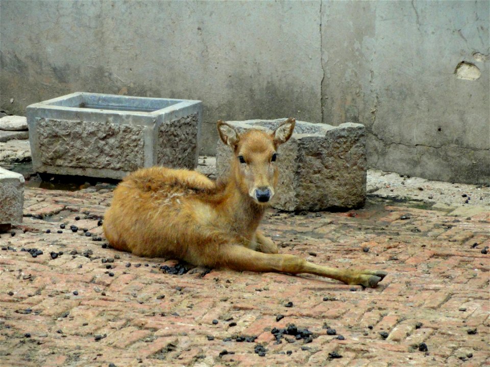 Kunming Zoo, Kunming, Yunnan, China.