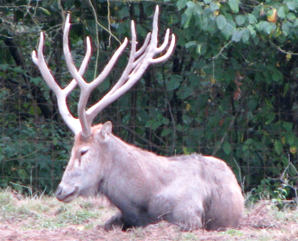 Pere David Deer at the Greater Vancouver Zoo.