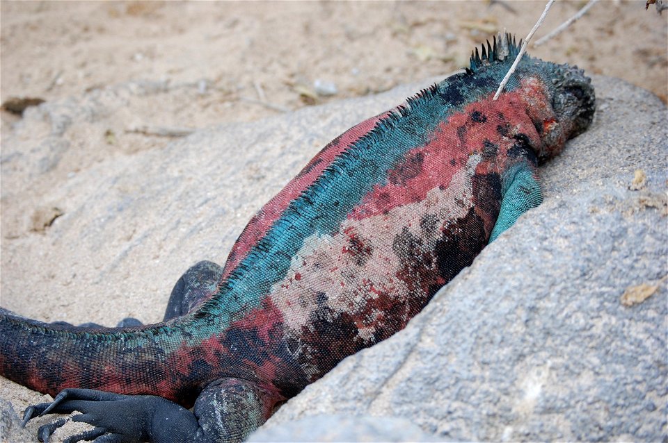 Marine iguana. Galapagos Islands.