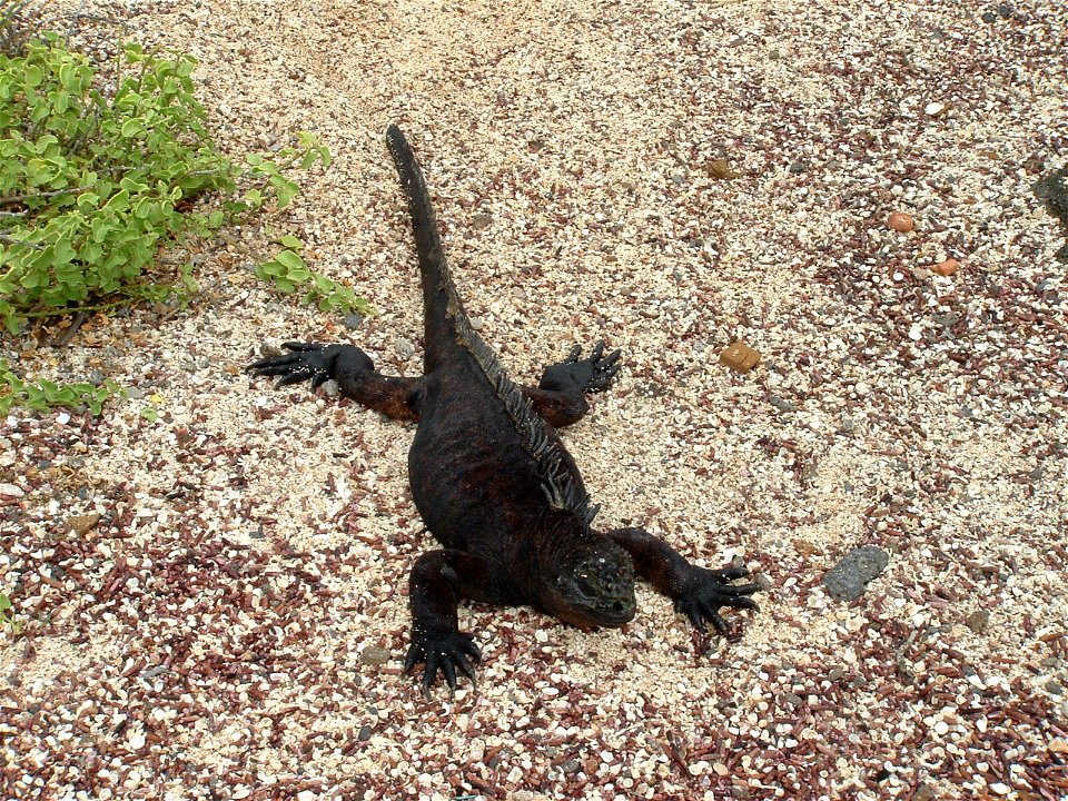 Iguana Marina de Galápagos