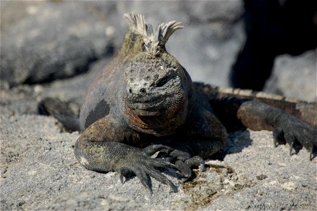 Marine iguana. Galapagos Islands.