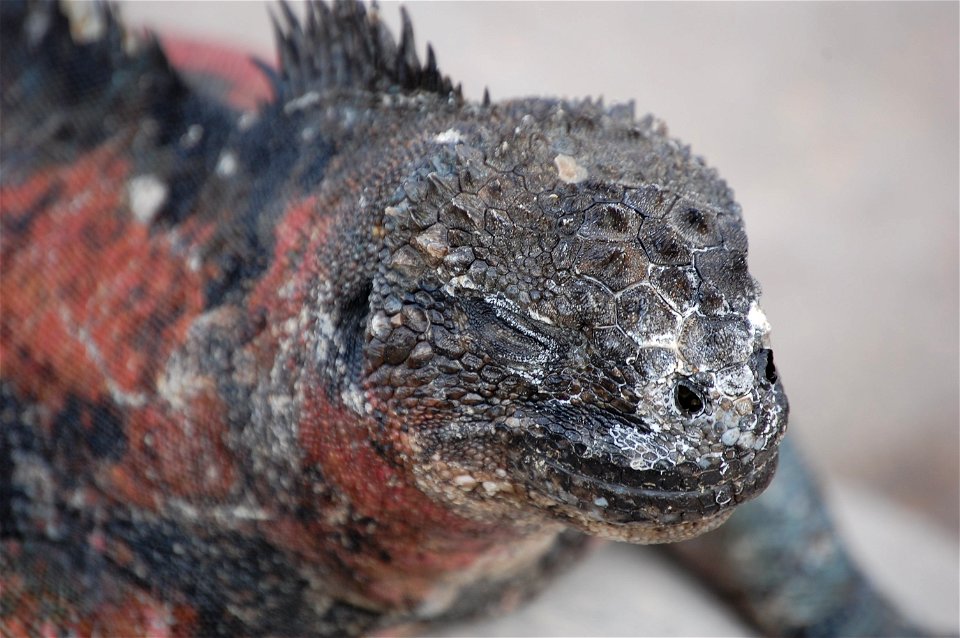Marine iguana. Galapagos Islands.