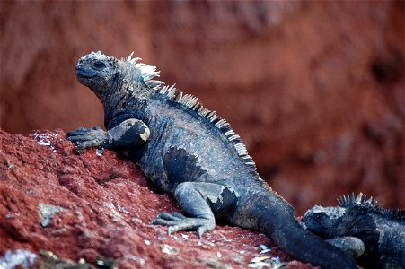 Marine iguana. Galapagos Islands.