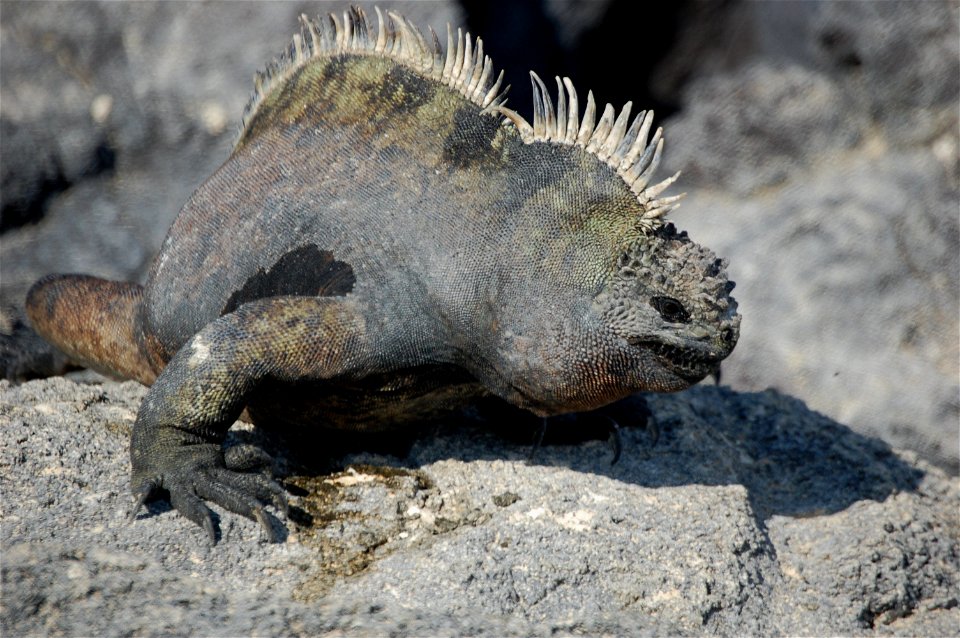 Marine iguana. Galapagos Islands.