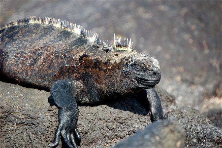 Marine iguana. Galapagos Islands.