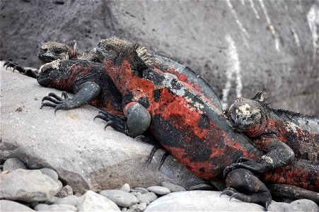 Marine iguana. Galapagos Islands.