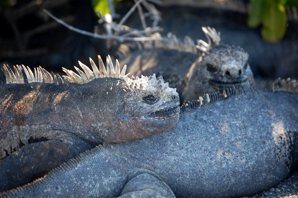 Marine iguanas. Galapagos Islands.