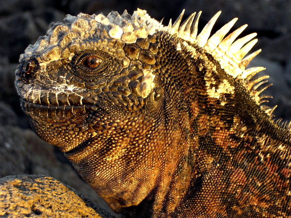 Meerechse - Amblyrhynchus cristatus - Galapagos 2006