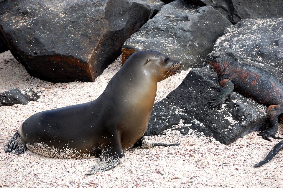 Two species considering each others relative merits - a sea lion pup and a marine iguana. Galapagos Islands.