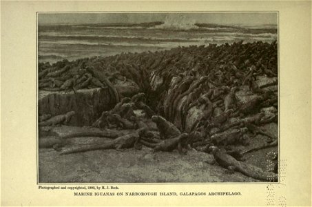 The American natural history; a foundation of useful knowledge of the higher animals of North America,