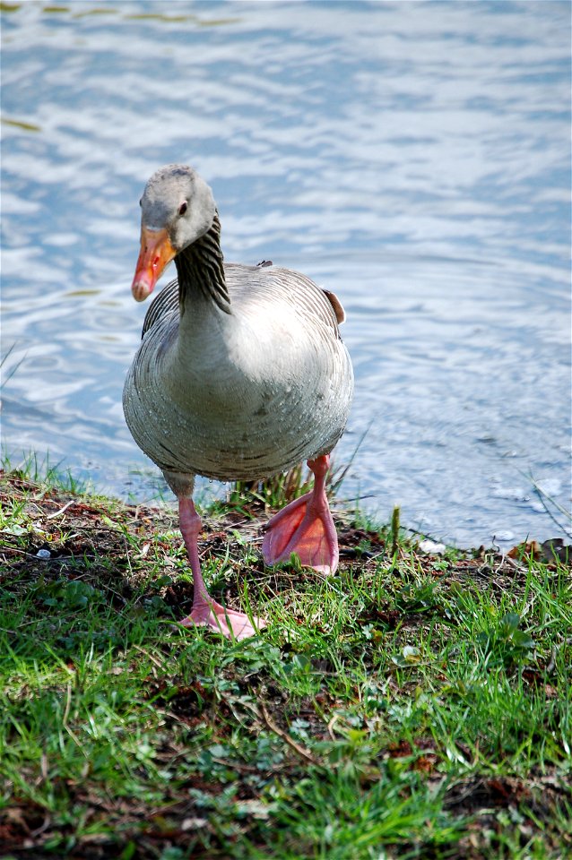 Bird, Vogel, Gans, Goose