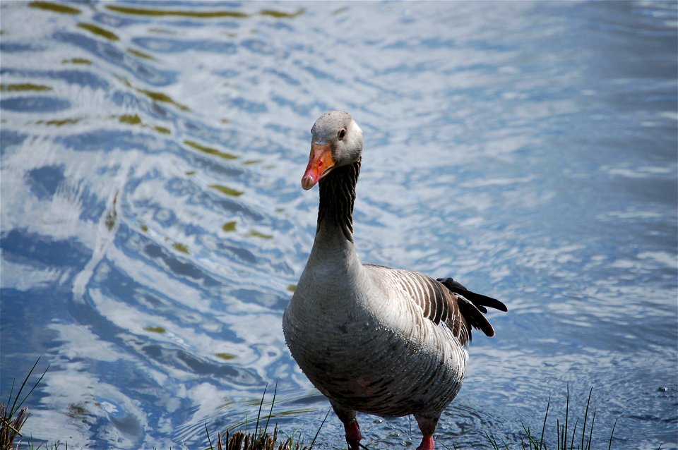 Bird, Vogel, Gans, Goose