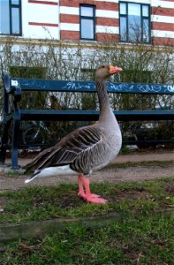 Goose in Copenhagen.