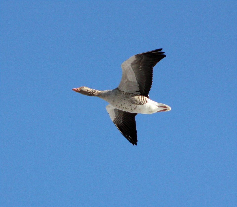 Greylag Goose (Anser anser) in Liminganlahti wetland area, Finland.
