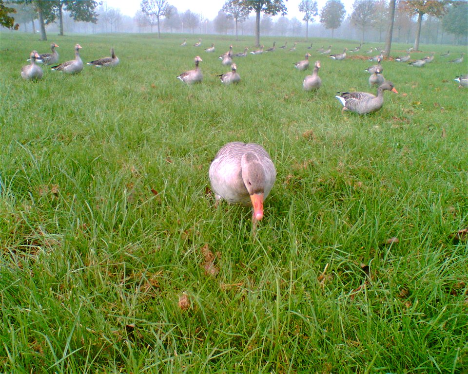 Greylag Geese feeding